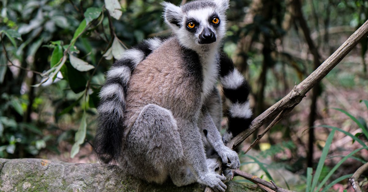 Association Franco-Malgache à Louhans
